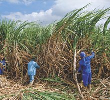 Biomass energy example