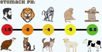Stomach pH comparison among animals and humans