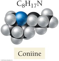 Coniine, an alkaloid base