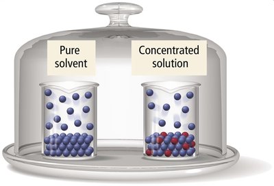 Pure solvent and concentrated solution in bell jar