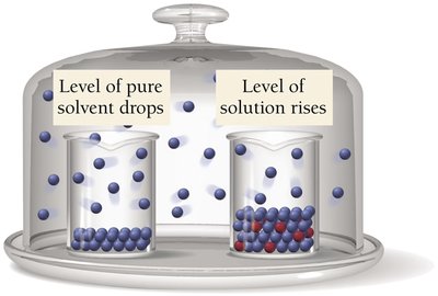 Level changes in pure solvent and solution