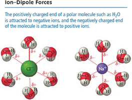 Ion-dipole forces between ions and water molecules