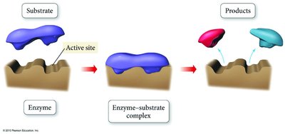 Enzyme mechanism