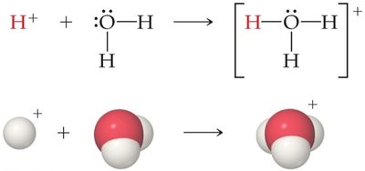 H+ and H2O forming H3O+