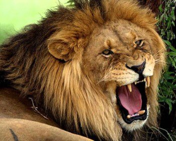 Lion representing LEO mnemonic for redox