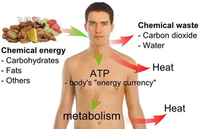 Diagram of cellular respiration and energy flow in the body