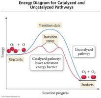 Energy diagram for catalyzed and uncatalyzed pathways