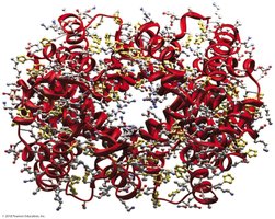 Hemoglobin protein structure