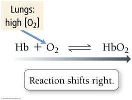 Equilibrium shift in lungs