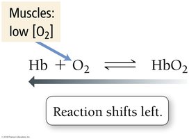 Equilibrium shift in muscles