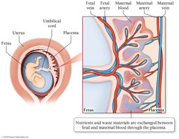 Placenta and fetal-maternal blood exchange