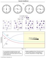 Dynamic equilibrium graph and particle diagram