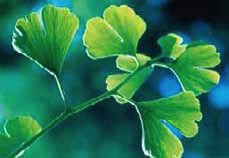 Hoja de ginkgo