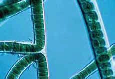 Cianobacterias
