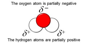 Polarity of water molecule
