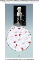 Nonelectrolyte solution with light bulb off and molecules present
