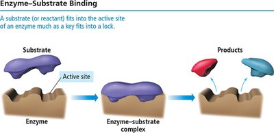 Enzyme-substrate binding diagram