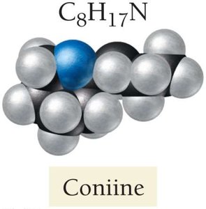 Molecular model of coniine, a poisonous alkaloid