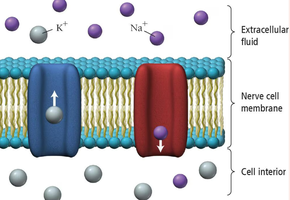 Diagram of sodium and potassium ion channels in a nerve cell membrane