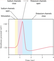 Graph of membrane potential during an action potential