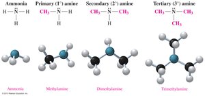Ball-and-stick models of ammonia, primary, secondary, and tertiary amines