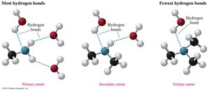 Hydrogen bonding in primary, secondary, and tertiary amines