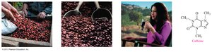 Caffeine and its sources