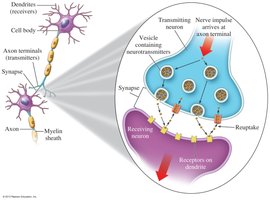 Diagram of neurotransmitter release at a synapse
