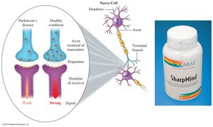 Dopamine signaling in Parkinson's disease and healthy conditions