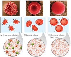 Effects of hypertonic, isotonic, and hypotonic solutions on cells