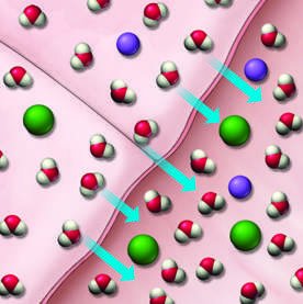 Diagram showing water flow from body cells to seawater in the intestine