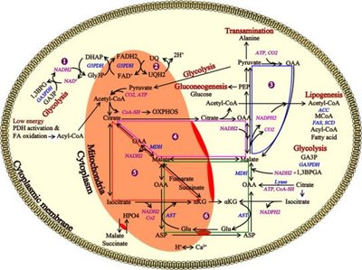 Combustion and metabolism energy changes