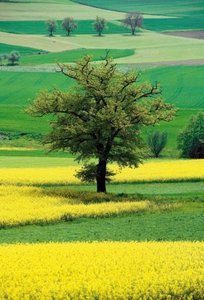 Bomb calorimeter setup