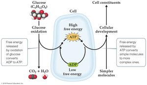 Diagram showing ATP/ADP energy cycle in a cell, with glucose oxidation and cellular development