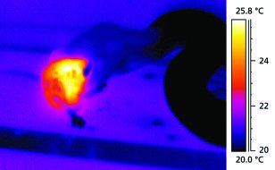 Infrared image showing temperature differences in animals
