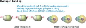 Hydrogen bonding between molecules