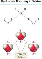 Hydrogen bonding in water