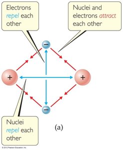 Forces in covalent bonding