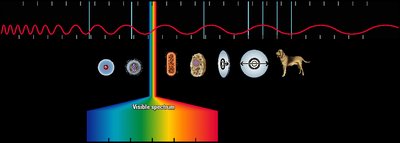 Electromagnetic spectrum and scale of wavelengths