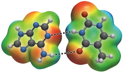 Hydrogen bonding in DNA (G&C pairs)