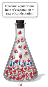 Dynamic equilibrium between evaporation and condensation