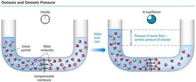 Diagram of osmosis and osmotic pressure in a U-tube