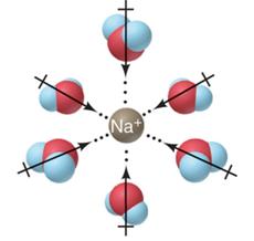 Ion-dipole forces: Na+ and water
