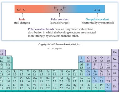 Electronegativity scale and periodic table with electronegativity values