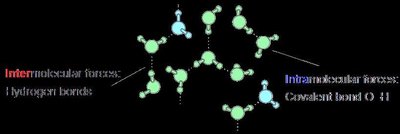 Diagram showing intermolecular hydrogen bonds and intramolecular covalent bonds in water molecules
