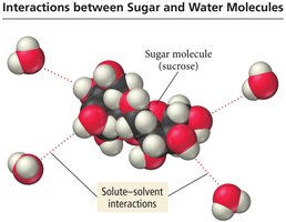 Interactions between sugar and water molecules