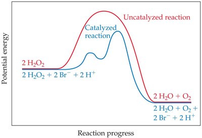 Catalyst lowers activation energy in reaction pathway