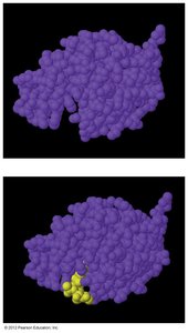 Lock and key mechanism of enzyme catalysis