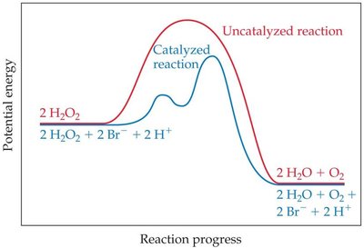 Potential energy diagram for catalyzed and uncatalyzed reactions