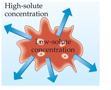 Hypertonic solution effect on cells
